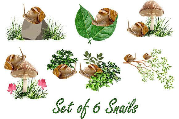 Transform Your Projects with 'A Set of 6 Snails'